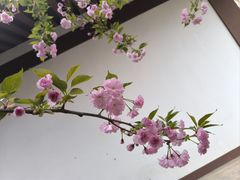 -西安青龙寺遗址景区