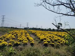 -上海杨姆庄园