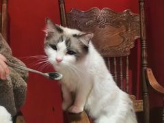 -猫色咖啡·猫咖