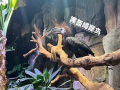 -正佳雨林生态植物园