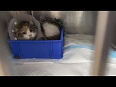 -达爱动物医院·犬猫分区·CT·复杂眼科(远洋山水分院)