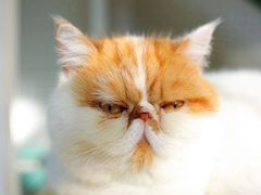 -喵屿·大理花园猫咖