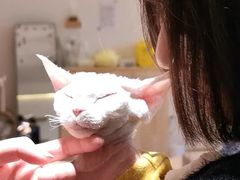 -猫腻·猫咖·撸猫馆(星光大道店)