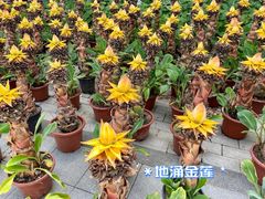 -南通洲际绿博园