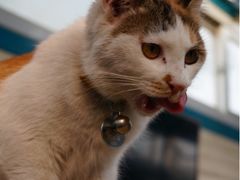 iphone_upload_pic-Sirena海妖日咖夜酒