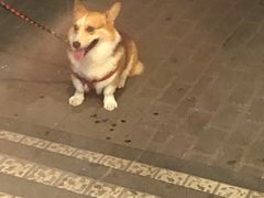 -傲雄叮叮宠物会所(御桥路店)
