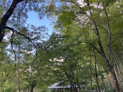 -天龙寺
