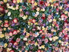 -春树下·树屋花房西餐厅(罍街AS1980店)