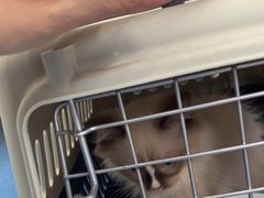 -创凡宠物医院·骨专科  猫科中心(西乡分院)