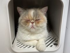 -More Fun猫咖 二十只万元加菲主题