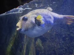 -太平洋海底世界