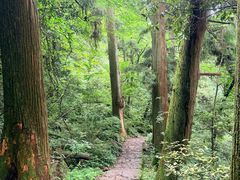 -天目山大树王景区