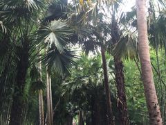 -中国科学院西双版纳热带植物园
