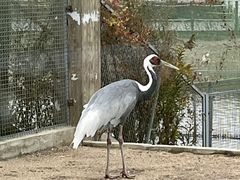 -盐城丹顶鹤湿地生态旅游区