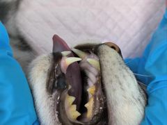 -瑞派康怡24h宠物医院·犬猫医疗中心·微创绝育(瑞景分院)