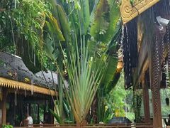 -西双版纳原始森林公园