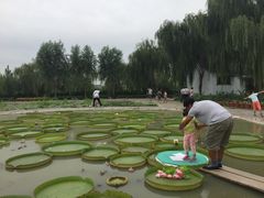 -白洋淀景区