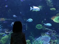 -暹罗海洋世界