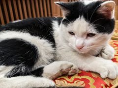 -龙华素斋(龙华路店)