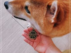 -柴犬高等学院·狗咖·柴犬售卖·宠物训练