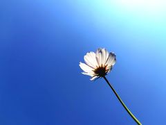 -大渡口区义渡公园