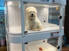 -翊宠yipet猫狗购宠庄园犬舍•猫舍