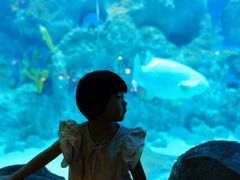 -芜湖新华联大白鲸海洋公园