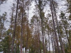 -牛岗山公园