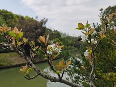 -八大山人梅湖景区