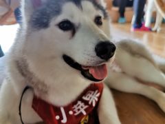 -Husky Go! 哈士奇体验馆·宠物咖啡厅狗咖