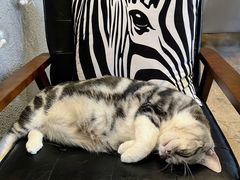 -咖法森林·咖啡  酒吧(天河店)