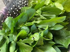 -马陆小张葡萄园农家乐