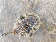 -日照灯塔风景区