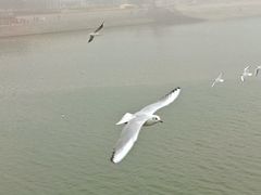 -日照世帆赛基地
