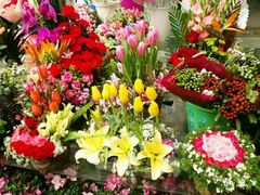 -曲阳花鸟市场(曲阳路店)