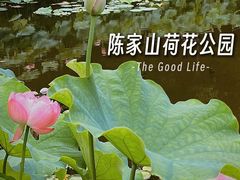 -陈家山荷花公园