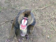 -西霞口神雕山野生动物世界