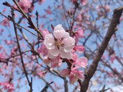 -北京国际鲜花港