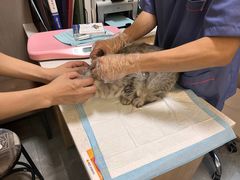 -半岛宠物医院24小时(西派城店)