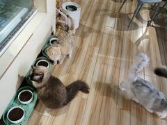 -听TA说宠咖·宠物生活馆(天韵水岸店)
