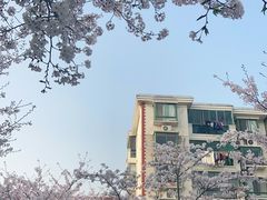 -高东镇樱花园