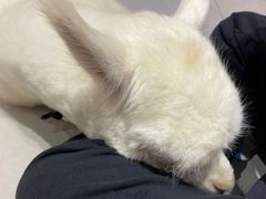 -Heymao猫咖.咖啡厅(东门店)