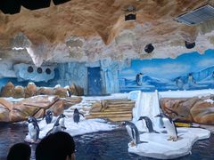 -海合安青岛极地海洋公园