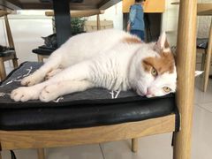 -平行世界·猫咖(首经贸店)