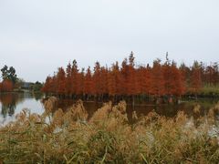 -白鹭湾湿地公园