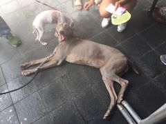 世博展览馆-东浩兰生上海世博展览馆