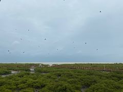 -北海金海湾红树林生态旅游区