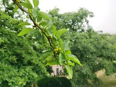 -青岛海景花园大酒店·白果树餐厅青岛菜