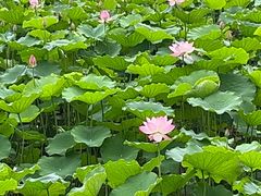 -荔湾湖公园