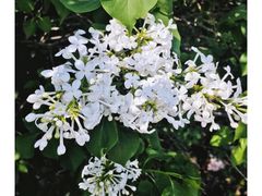 -群力丁香公园